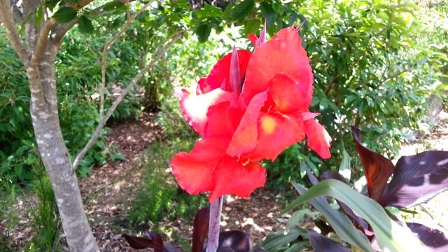 Canna plant red flowers - Canna Lily - Durban HD 02