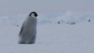 Жизнь пингвинов