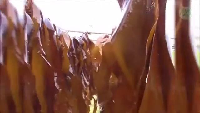 Беломорские водоросли Ламинария и Фукус