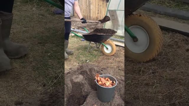 Молодой картофель. Как вырастить