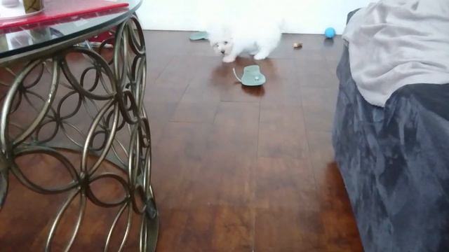 Coton de Tulear puppy diary - Week 2. Home