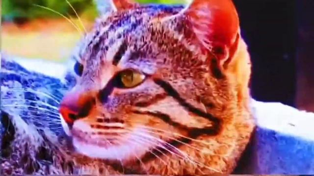 пожалуйста подпишис нет гей безмамный