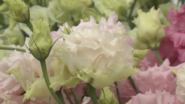 Jamie Kitz Presents Sakata’s New Cut Flower Line-Up