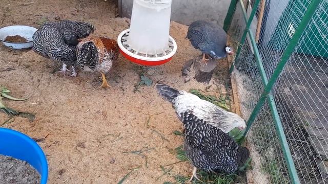 Билефельдер Михеленская Кукушка Доминант 959