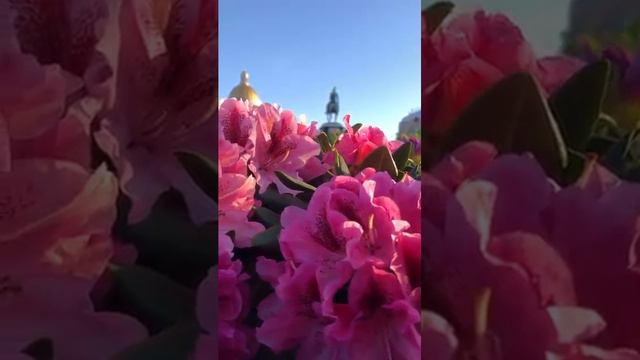 Цветочные клумбы у Исаакиевского собора Красота необыкновенная  питер прогулка цветы
