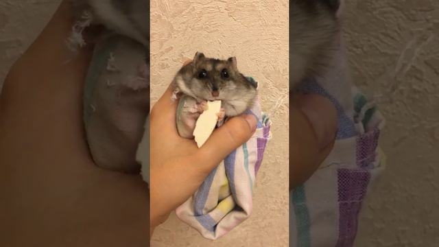 Хомяк подсыхает после хлоргексидина
