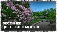 Весеннее цветение деревьев началось в столице - Москва 24