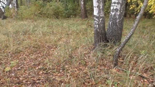 Эх грибочки хороши, собираем для души! Тихая охота 2023 года продолжается! Октябрь.