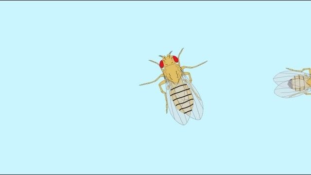 Drosophila life cycle