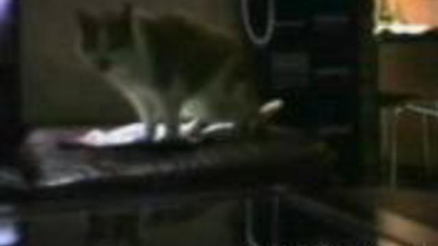 говорящие коты