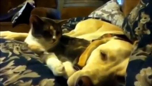 Прикол!!!,Спящие коты