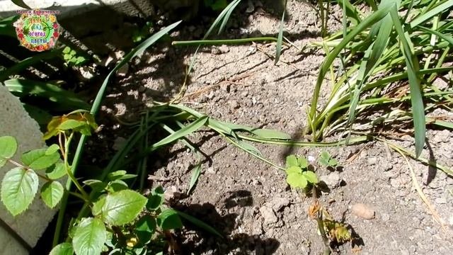Розы из черенков. Май. Жизнь без бутылки. Первая подкормка