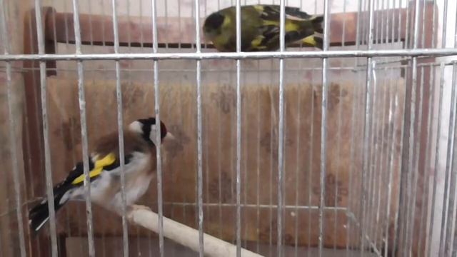 Птица щегол в клетке заболел