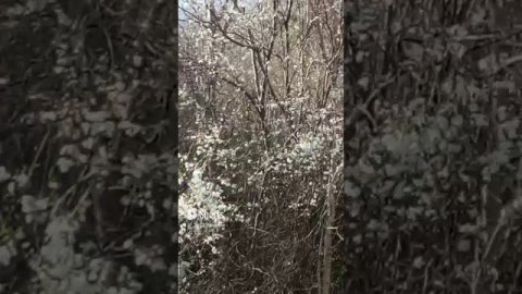 алыча цветет 15 марта Архипо-Осиповка