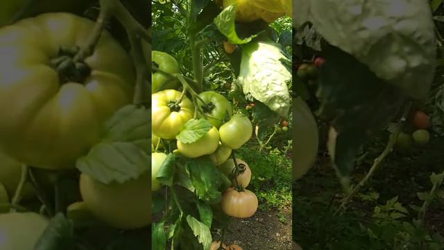 Розовый томат ТМ 10740 и Пинк Мун