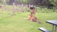 Человек играет с тигром - дикие животные - большая кошка, гепард, Африканский лев, снежный барс