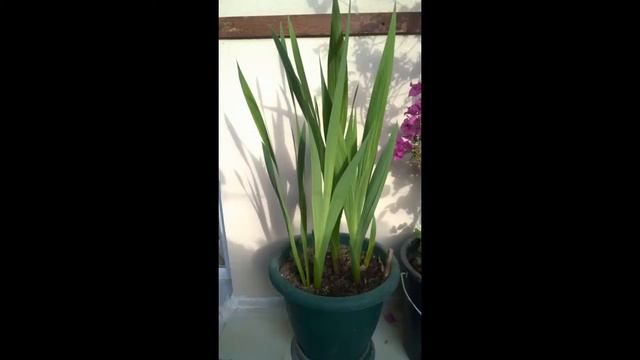 GLAYOR onion from flower step by step 60 day in balcony