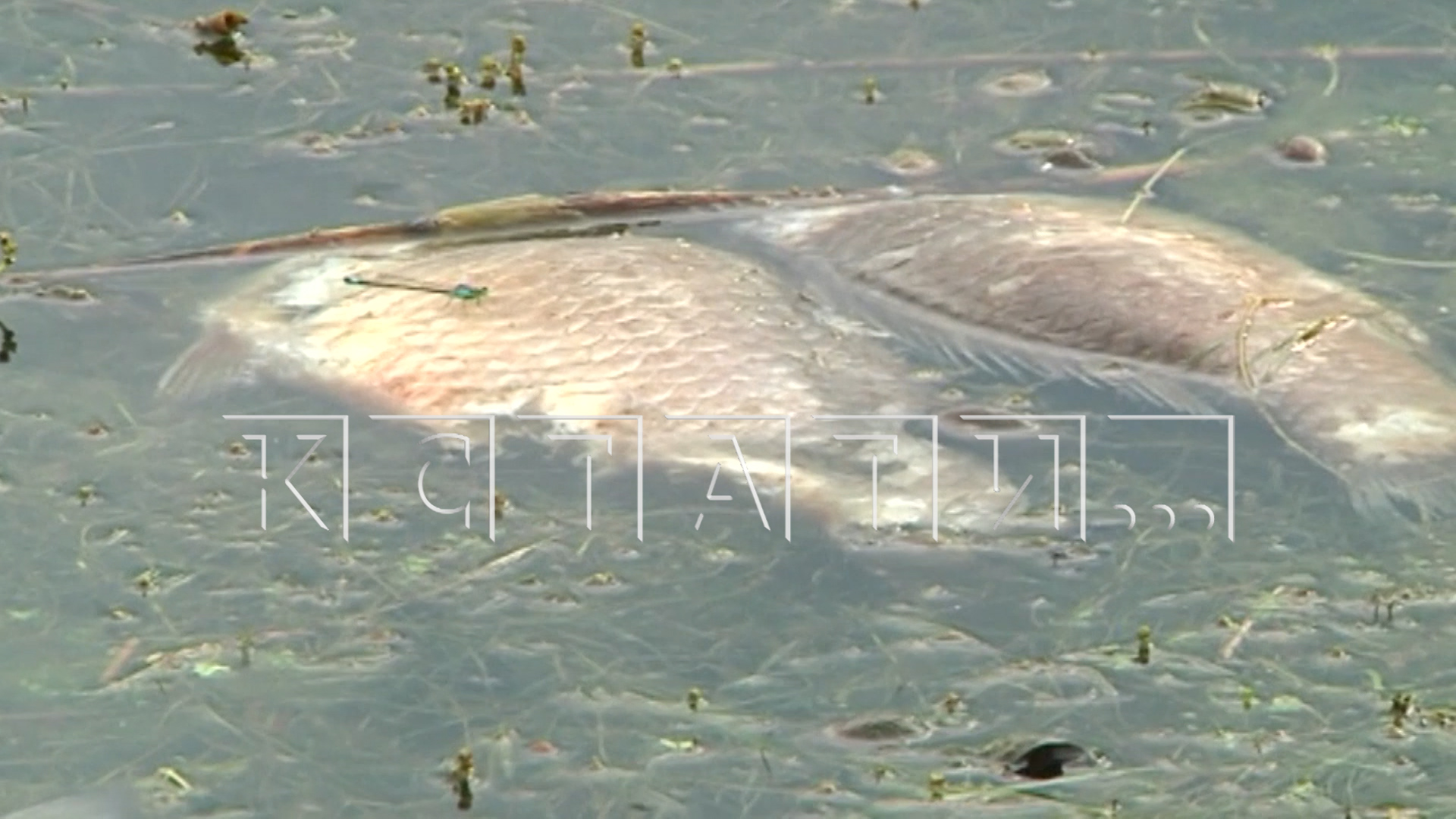Транзитная фура так отравила озеро в Кстовском районе, что погибла не только рыба, но и птица