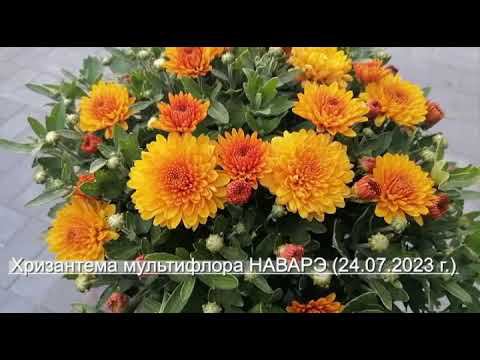 №80 Хризантема мультифлора сорта НАВАРЭ 24 07 23 г