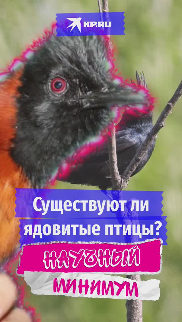 Существуют ли ядовитые птицы?