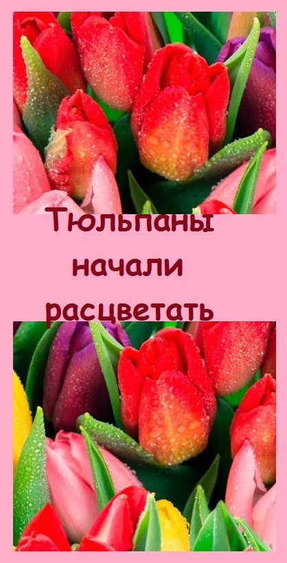 С первыми теплыми днями на Урале начали распускаться тюльпаны
#дача #garden #цветы #сад
