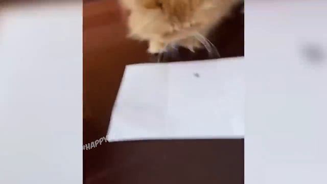 Животные!❤️