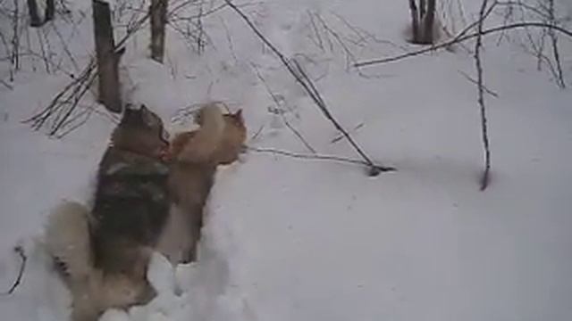 Охота.Юкон Юта Закрытие сезона охоты с лайками 28.02.2010