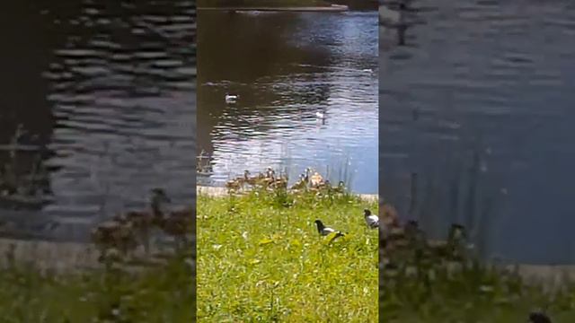 РУЧНАЯ ПЛАСТИКА ЖИВОТА.