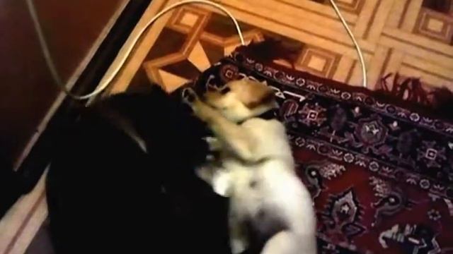 Labrador puppy 6 week vs. cat / Щенок лабрадора 1,5 мес и кот