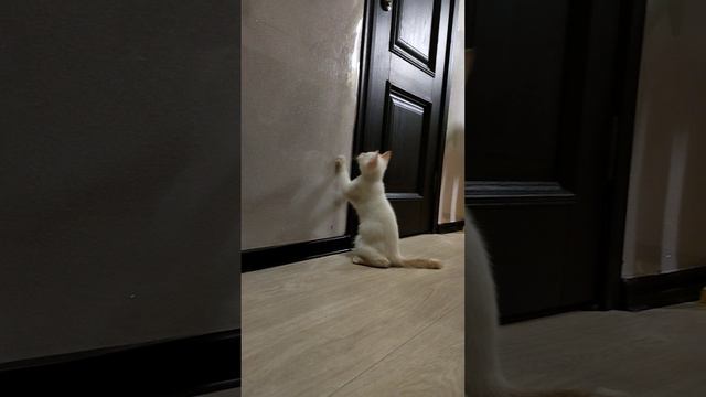 Настойчивый кот и пластиковая стена.