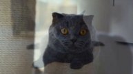 Видео и музыка для релаксации - "Кошки"