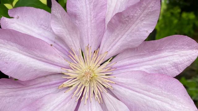 Clematis Proteus -the longest and most beautiful type B  in the garden.铁线莲变形虫--花园里花期最长最漂亮的一款B类铁线莲。