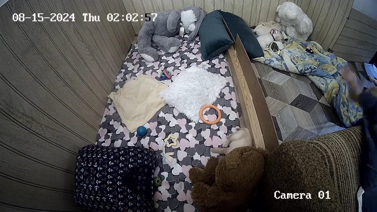 Щенки Лабрадора / ПРОДАЮТСЯ / НОВОСИБИРСК/ SHATSKIKH`S DOGS / 8-962-831-94-91/ Labrador puppies sale