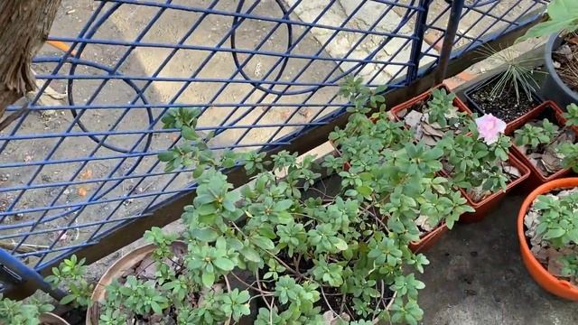 Азалии в Деревеньке. Условия содержания и выращивания. N.B.! Кислый грунт!