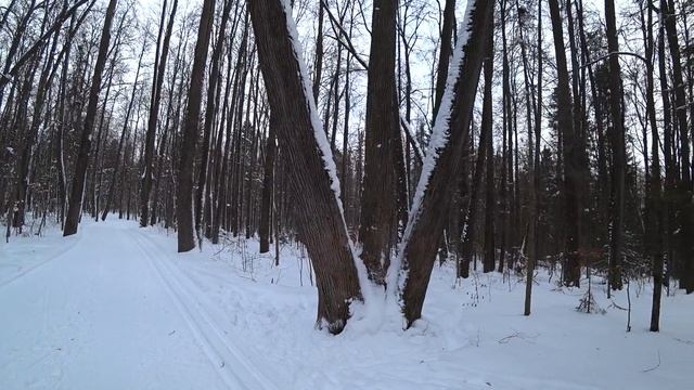 Зимний походик в лес, Пермь, 24 янв 2024