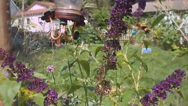 Hummingbird/sphinx moth