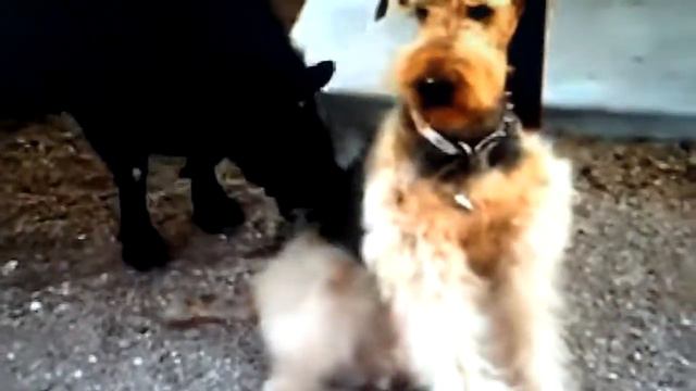 Авечка облизывает сабаку как чупачупс