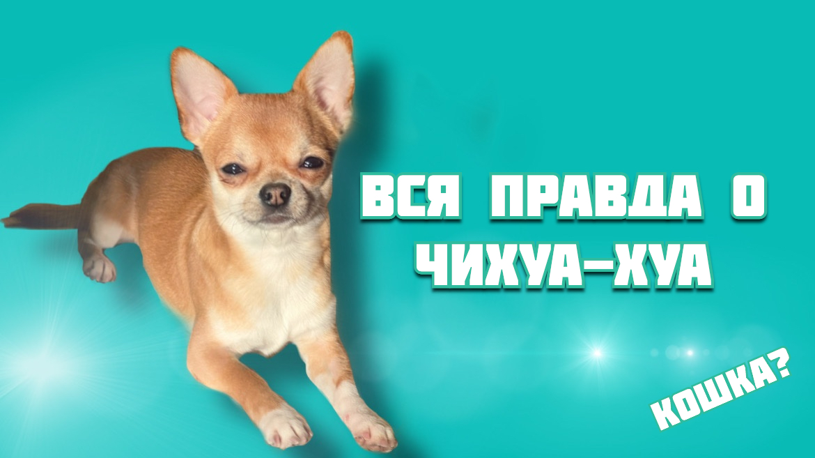 Все что нужно знать о ЧИХУА-ХУА/ почему это лучшая порода ?