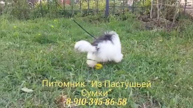 КРАСАВЕЦ - Бивер сама милота!