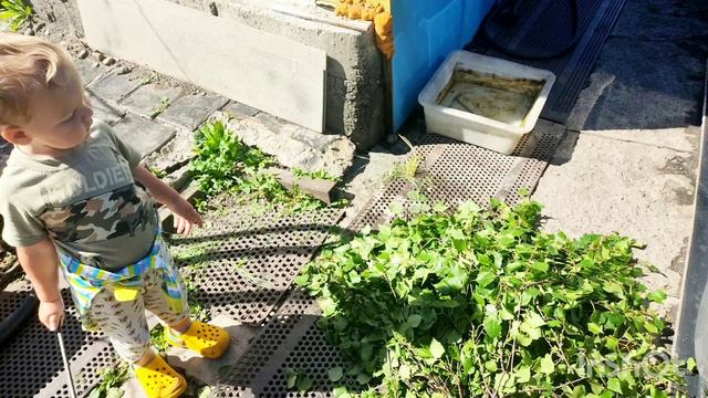 В деревне. Заготовки на зиму. Ассорти 20 банок. Веники берёзовые. Помывка машины. 5.08.22г