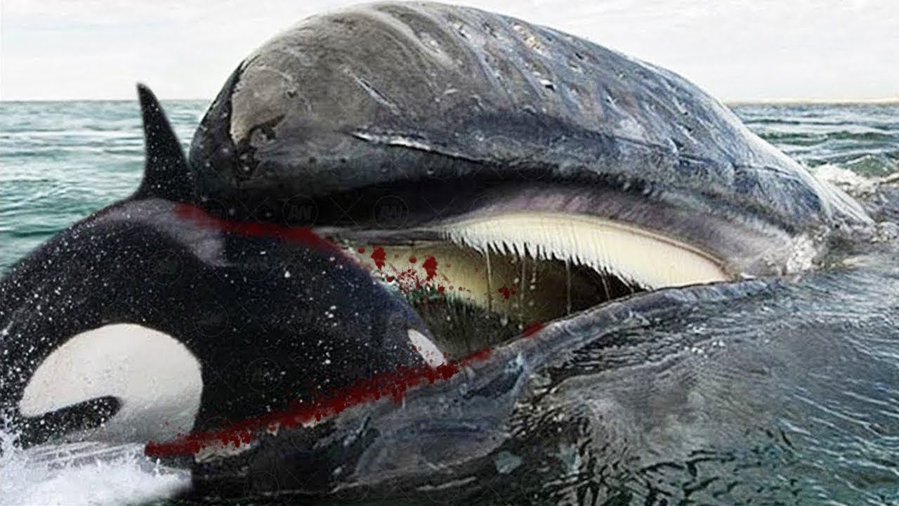 КОСАТКА — суперхищник, убивающий китов и дельфинов!