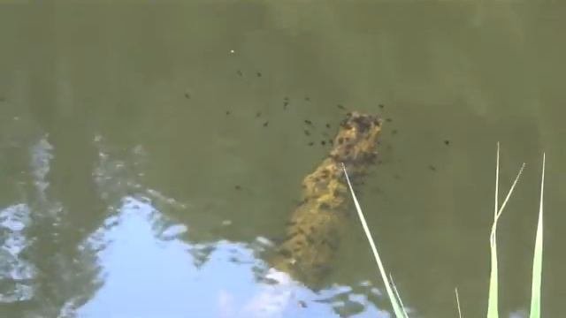 Водные обитатели
