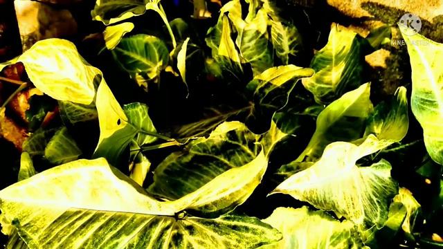 SYNGONIUM PLANT // INDOOR PLANT// Trending Gardening