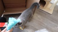 CAT PRODUCT HAUL FROM ZOOPLUS!