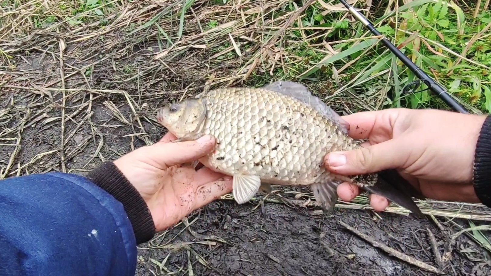 Плохая погода рыбалке не помеха. Рыбалка осенью 2024. #fishing #рыбалка #карп #донка #отдых #природа