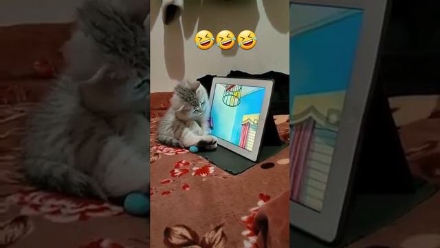 Попробуй не засмеяться 🤣  смешное видео про котенка 😹