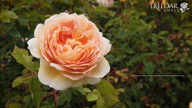 Bathsheba - Rose