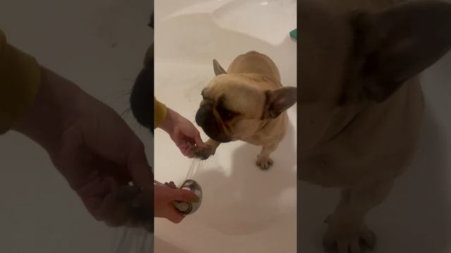 Делаем с Роюшкой после прогулки #французскийбульдог