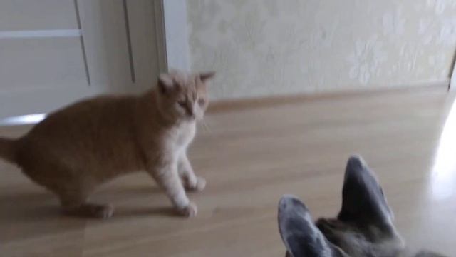 Агрессивный шотландский кот кидается на французского бульдога! Очень смешно?+?
