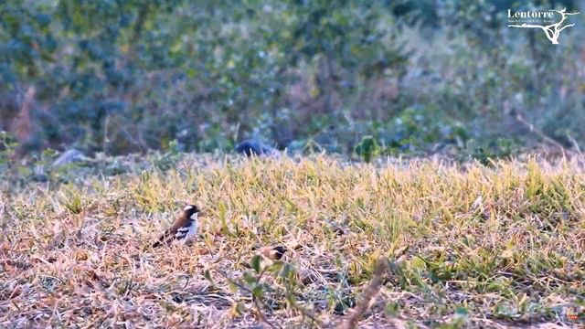 Птицы. Африка - Birds. Africa